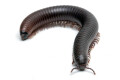Spiropoeus fischeri subadult